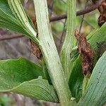 Cephalanthera damasonium Corteza