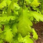 Quercus × rosacea Hoja