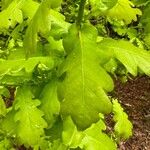 Quercus × rosacea Blad