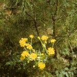 Chrysopsis mariana Flower