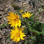 Balsamorhiza hookeri Fiore