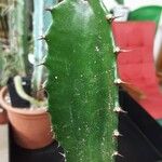 Euphorbia ingens Otro