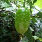 Melothria sphaerocarpa Fruit