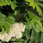 Sorbus aucuparia Blomst