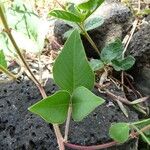 Desmodium incanum Leaf