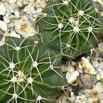 Echinocactus texensis 葉