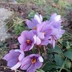 Crocus sativus Цветок