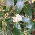 Osmanthus heterophyllus ফুল