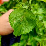 Lantana camaraFeuille