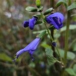 Salvia patens Цвят