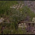 Lomatium dasycarpum Цвят