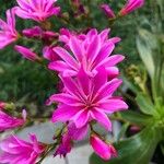 Lewisia cotyledon പുഷ്പം