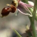 Ophrys scolopax Flor