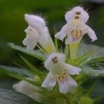 Galeopsis tetrahit Virág