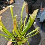 Sarracenia leucophylla 葉