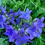 Campanula lactiflora Flower