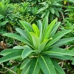 Euphorbia stygiana Hoja