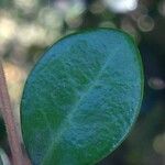 Fernelia buxifolia Feuille