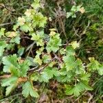 Ribes alpinumFeuille