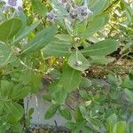 Calotropis gigantea Leaf