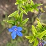 Glandora prostrata Blüte