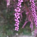 Tamarix ramosissima Cvet