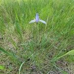 Iris missouriensis 花