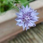 Centaurea cyanusFlor