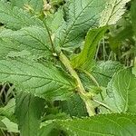 Campanula lactiflora Leaf