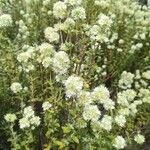 Thymus mastichina Flower
