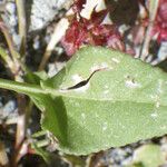 Rumex cyprius Hoja