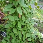 Cobaea scandens 葉