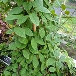 Cobaea scandens Leaf