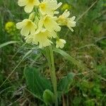 Primula elatiorVirág