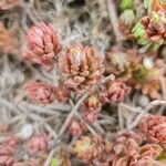 Sedum rubens Blomma