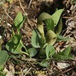 Aristolochia pallida Habit