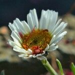 Leucanthemopsis alpina Flower