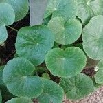 Hydrocotyle leucocephala Leaf