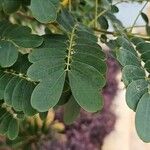 Senna surattensis Hoja