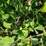 Medicago rigidula Fula