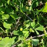 Medicago rigidula Blüte