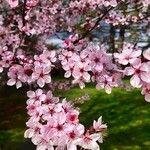Prunus cerasifera Fiore
