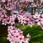 Prunus cerasifera Flower