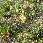 Hemerocallis minor Flors