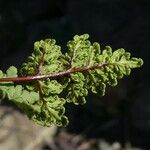 Hemionitis pteridioides Fruit