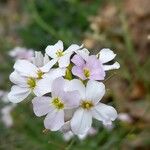 Arabidopsis arenosa Flower