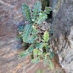 Asplenium ceterach Листок