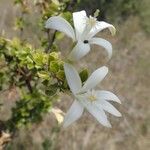 Turraea mombassana Λουλούδι