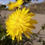 Sonchus tenerrimus Flor