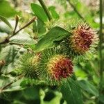 Arctium lappa फल